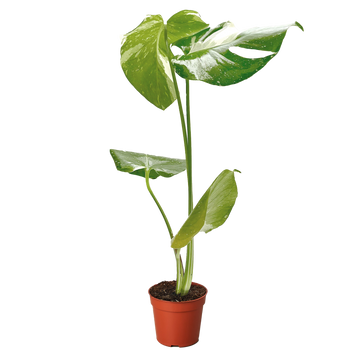Monstera &