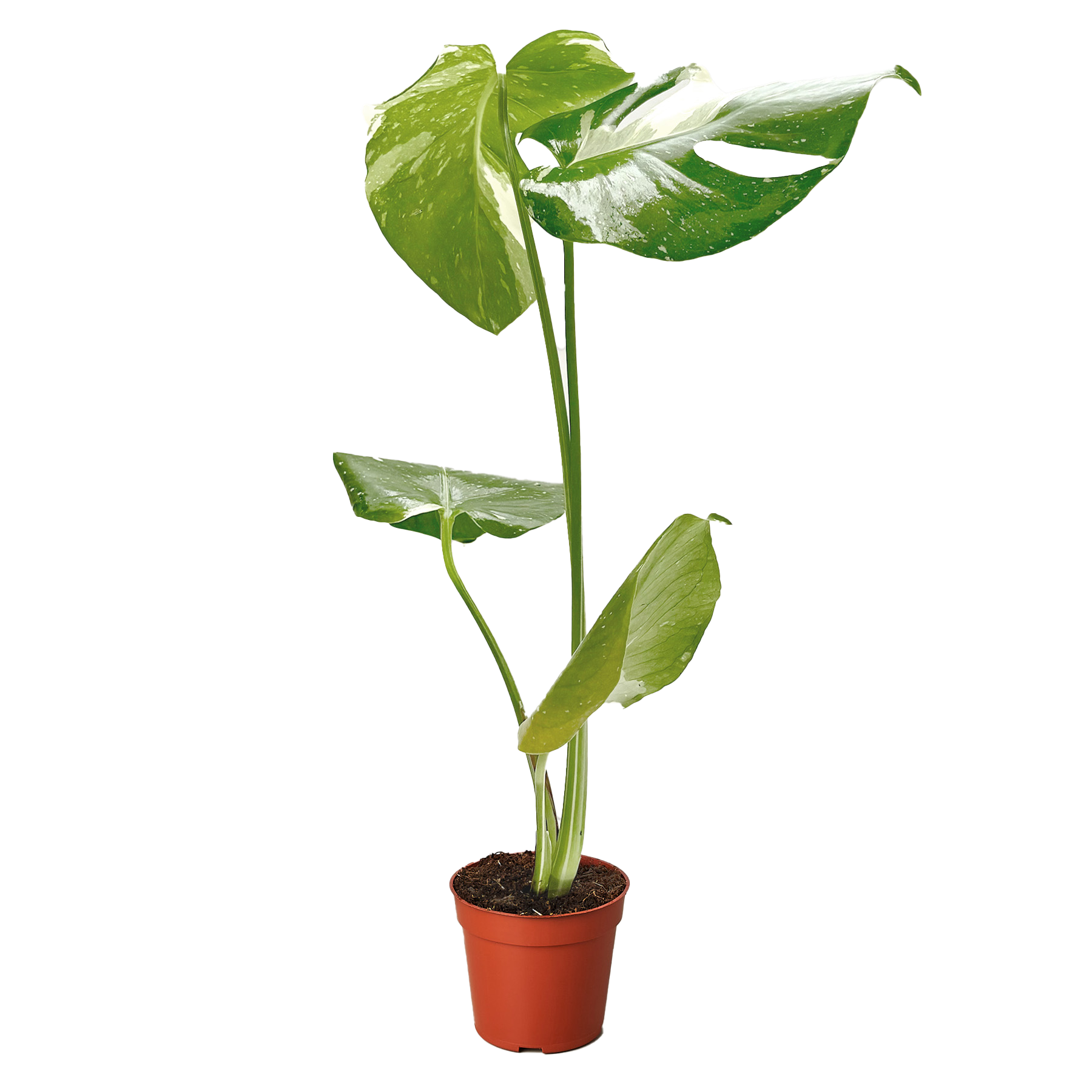 Monstera &