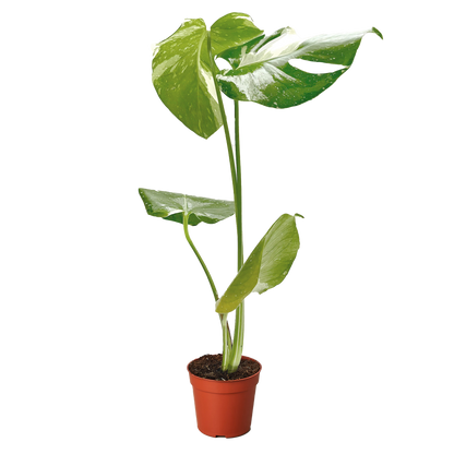 Monstera &