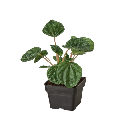 Peperomia &