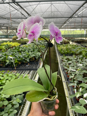 Orchid &
