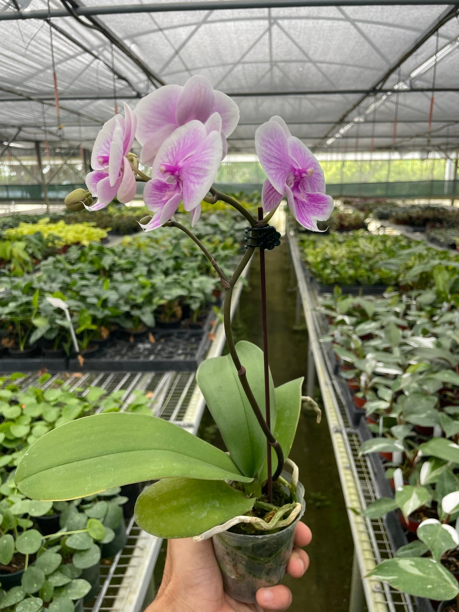 Orchid &