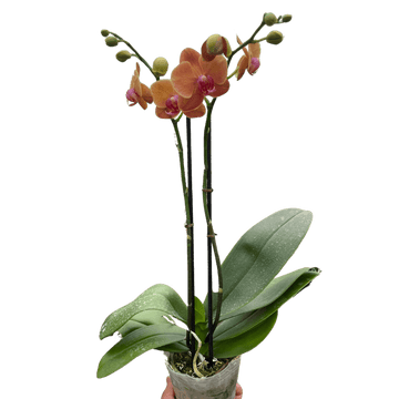 Orchid &