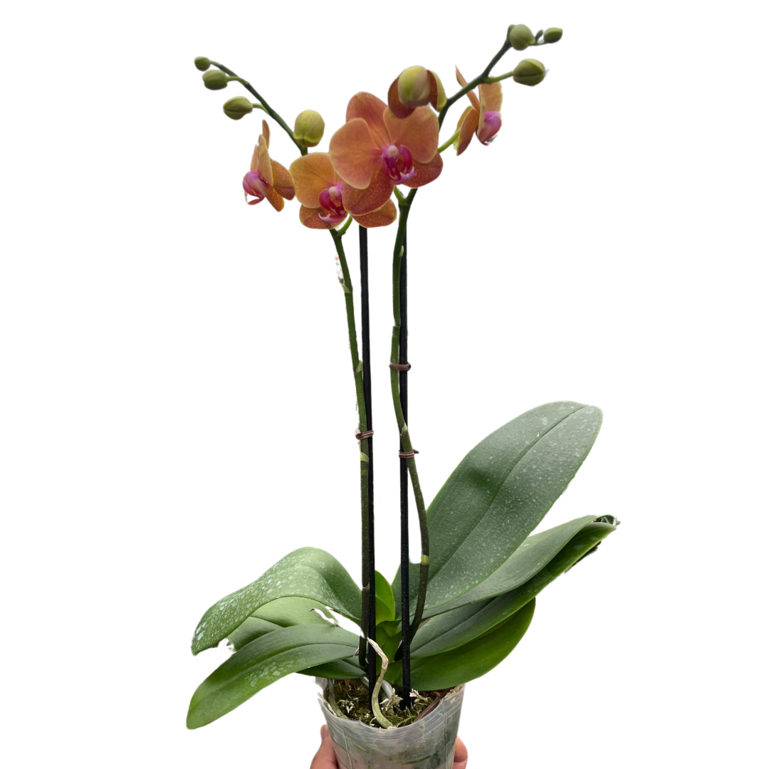 Orchid &