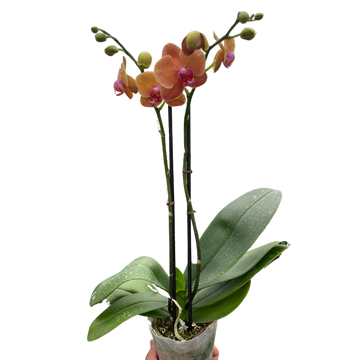 Orchid &