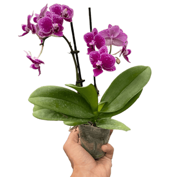 Orchid &