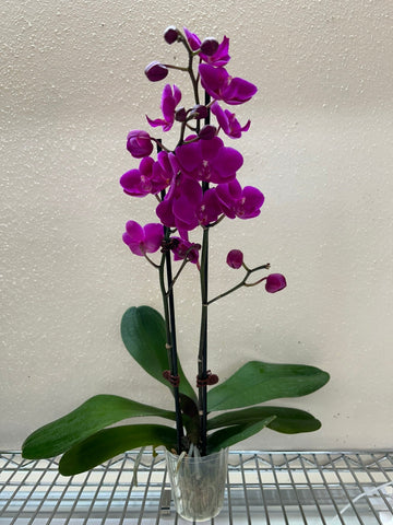 Orchid &