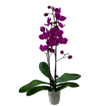 Orchid &
