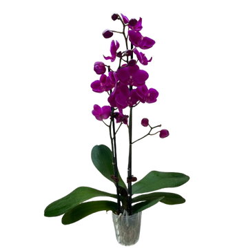 Orchid &