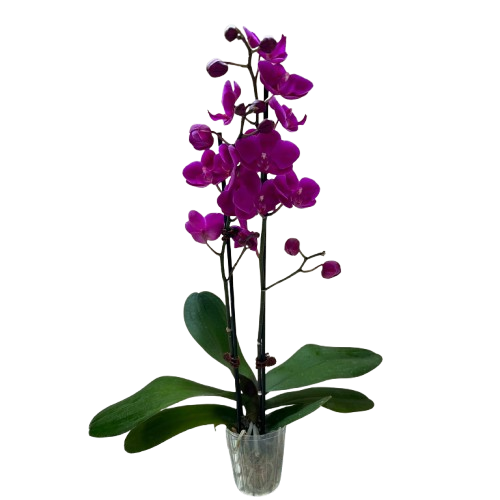 Orchid &