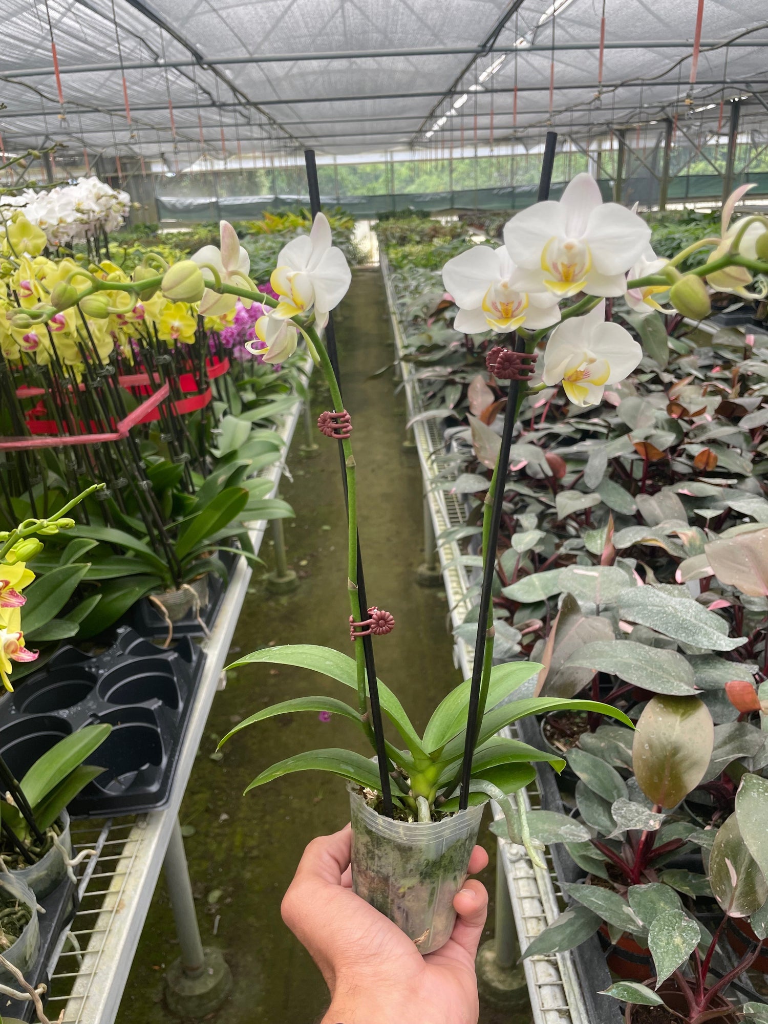 Orchid &