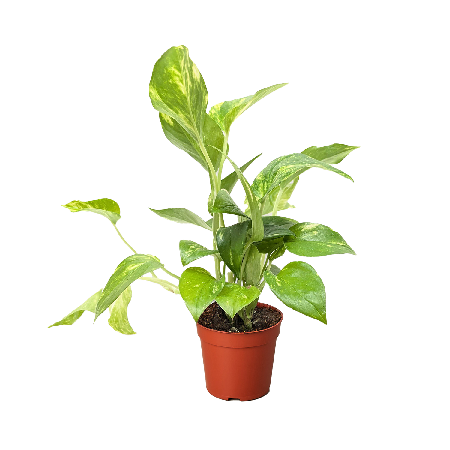 Pothos &