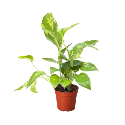 Pothos &