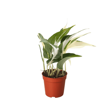 Pothos &