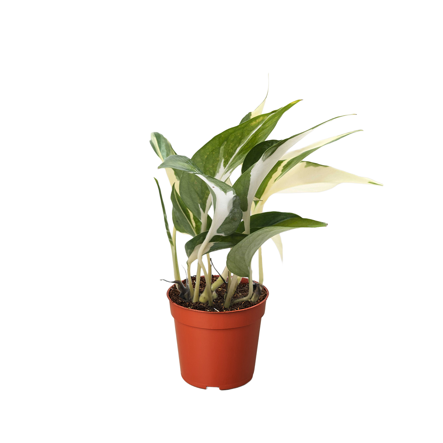 Pothos &