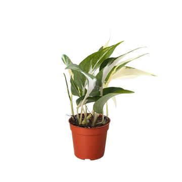 Pothos &
