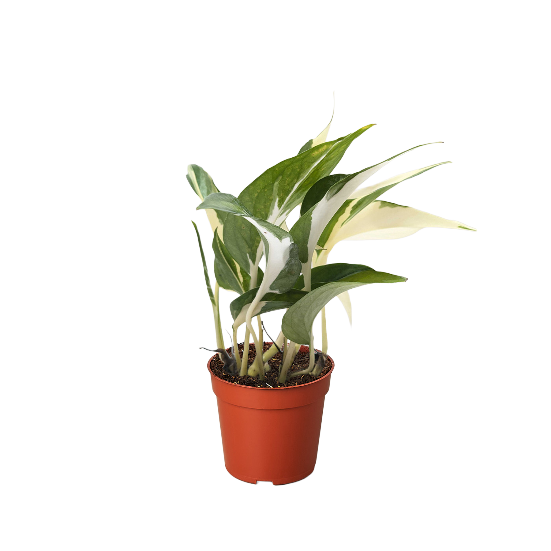 Pothos &