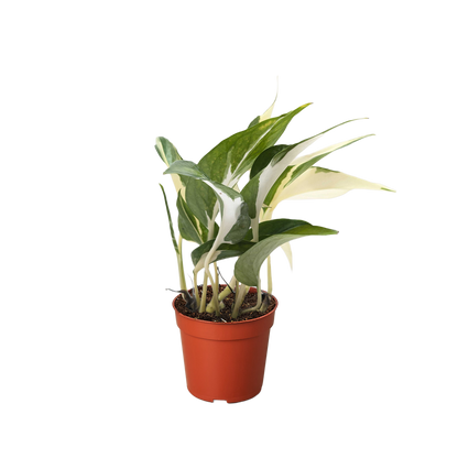 Pothos &