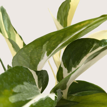 Pothos &