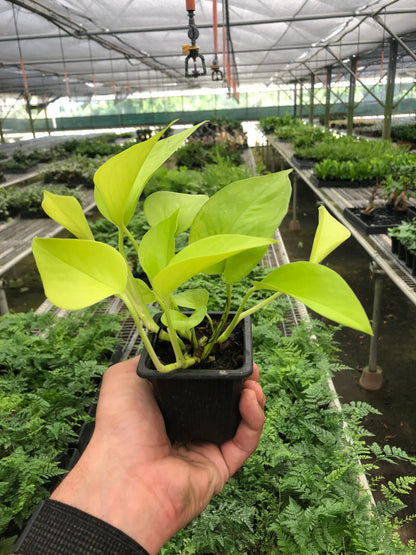 Pothos &
