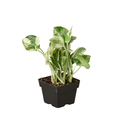 Pothos &