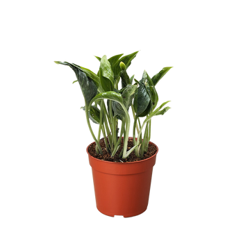 Pothos &
