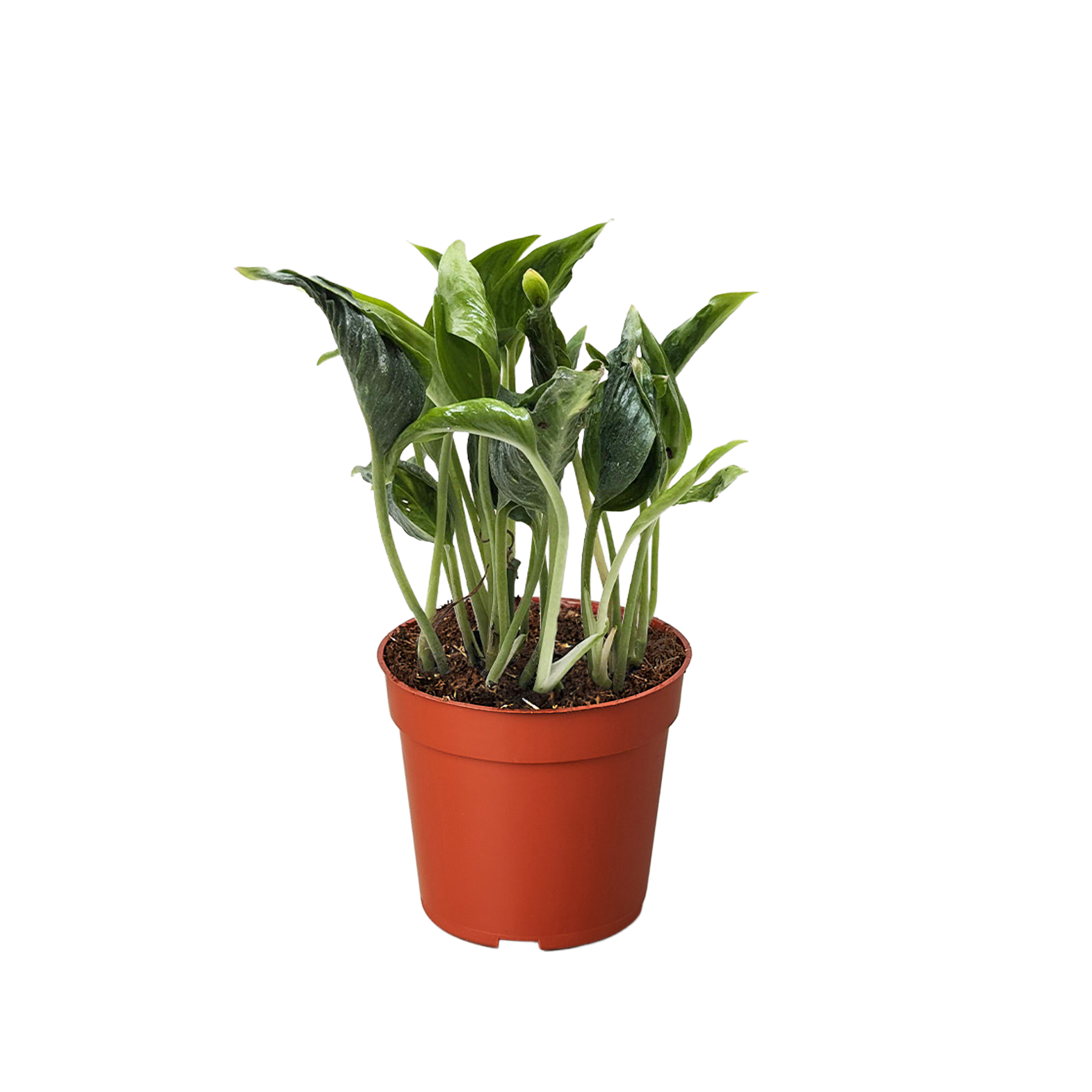 Pothos &