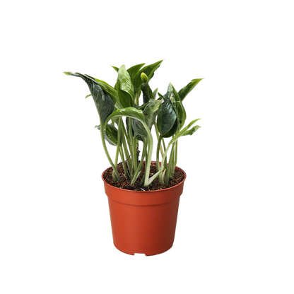Pothos &