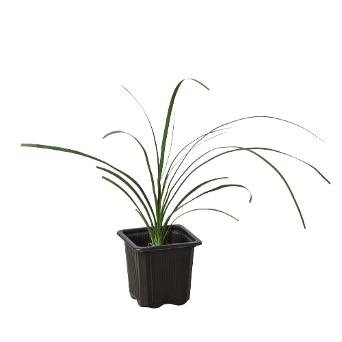 Palm Ponytail - Ethereal Company-Indoor Plants