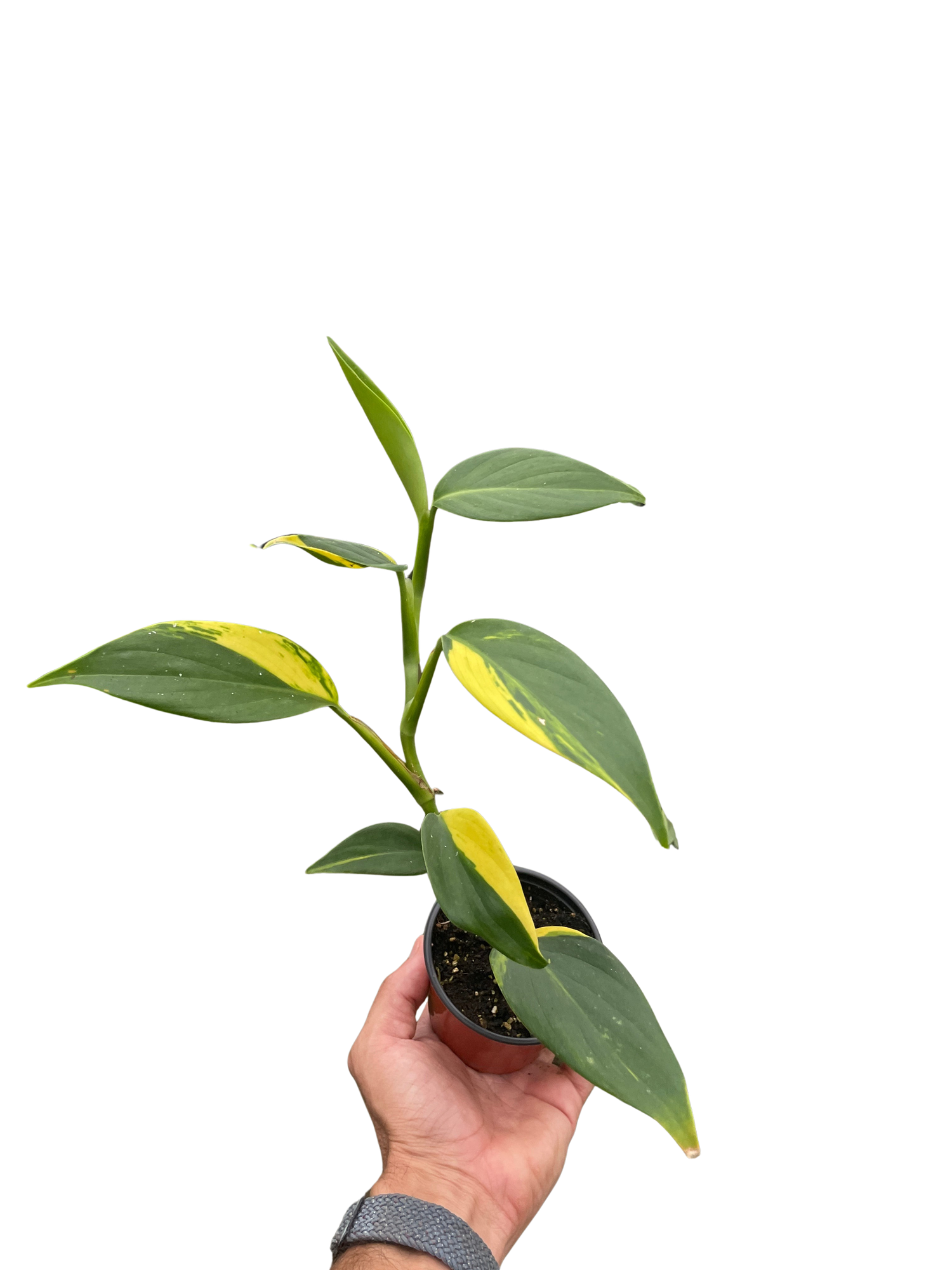 Scindapsus &