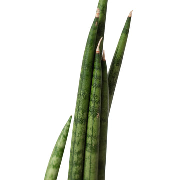 Snake Plant Cylindrica - Ethereal Company-4" Plant