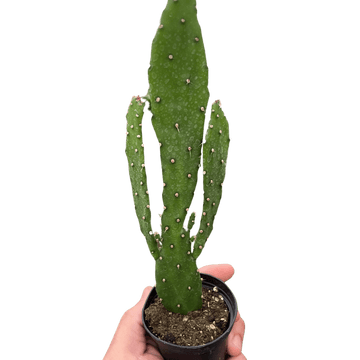 Drooping Prickly Pear Cactus - Ethereal Company-