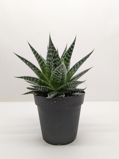 Succulent Gasteria Durban - Ethereal Company