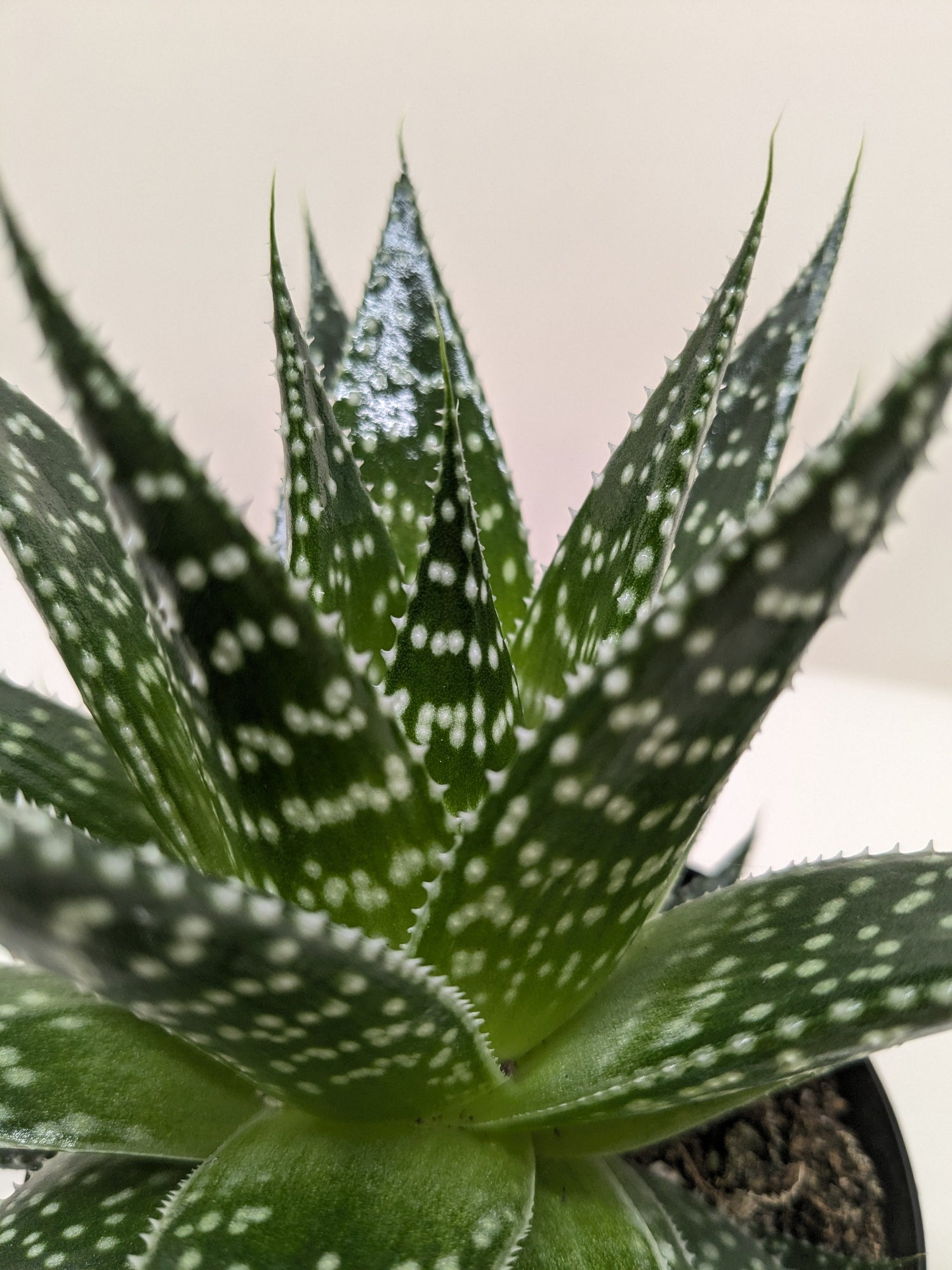 Succulent Gasteria Durban - Ethereal Company