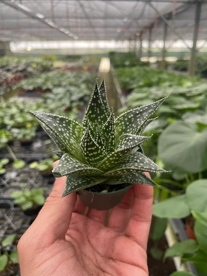 Succulent Gasteria Durban - Ethereal Company
