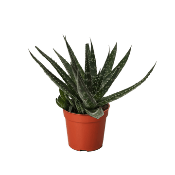 Succulent Haworthia Limifolia - Ethereal Company-