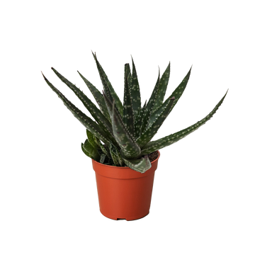 Succulent Haworthia Limifolia