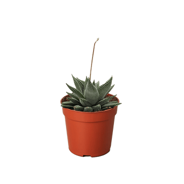 Succulent Haworthia Miami - Ethereal Company-