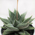 Succulent Haworthia Miami - Ethereal Company-