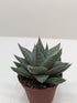 Succulent Haworthia Savanna - Ethereal Company-