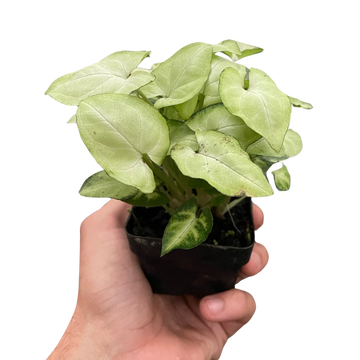 Syngonium &