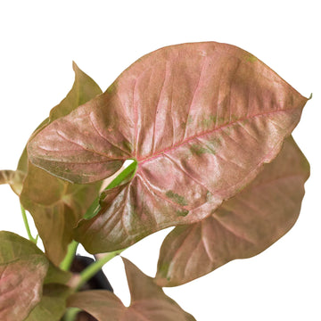 Syngonium Strawberry - Ethereal Company-Indoor Plants