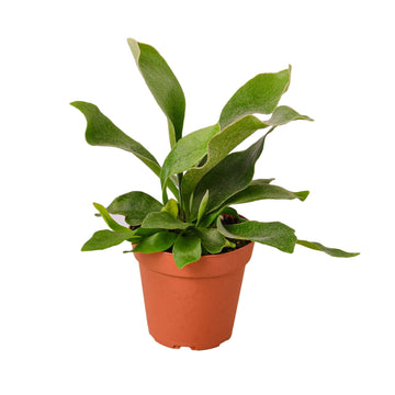 Staghorn Fern - Ethereal Company-Indoor Plants