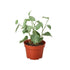 Peperomia &