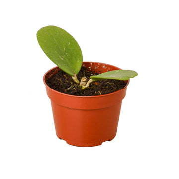 Hoya Obovata - Ethereal Company-4&quot; Plant