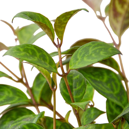 Lipstick Black Pagoda - Ethereal Company-4&quot; Plant