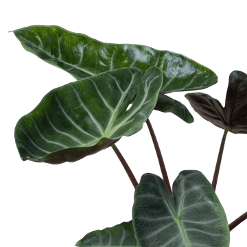 Alocasia &