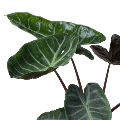 Alocasia &