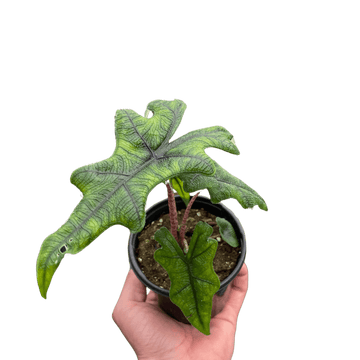 Alocasia &