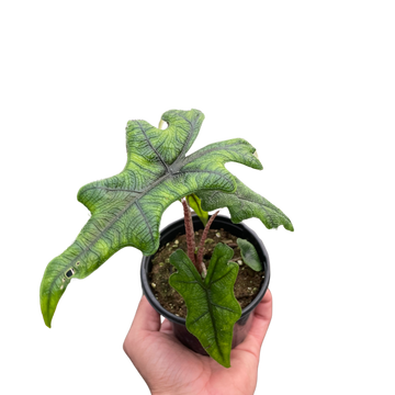 Alocasia &